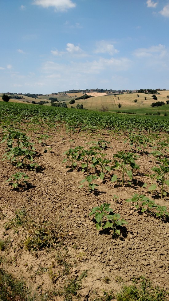 IMG_20170530_144030102