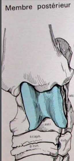 Astragulus articulation