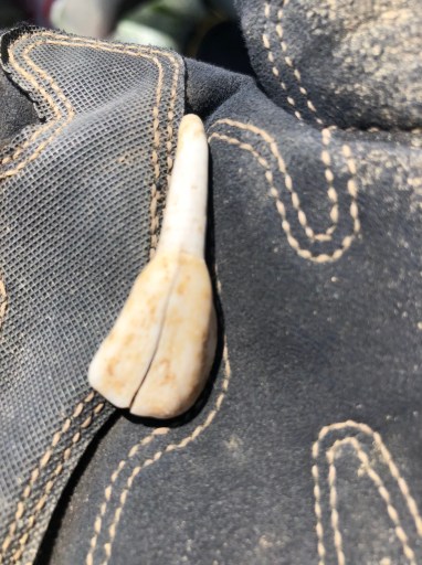 Horse Tooth.jpg